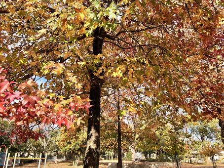 谷津公園の紅葉 谷津公園,谷津,秋の写真素材