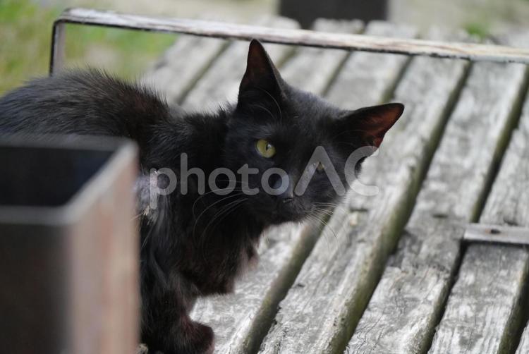 5月の公園猫 ネコ,猫,公園猫の写真素材