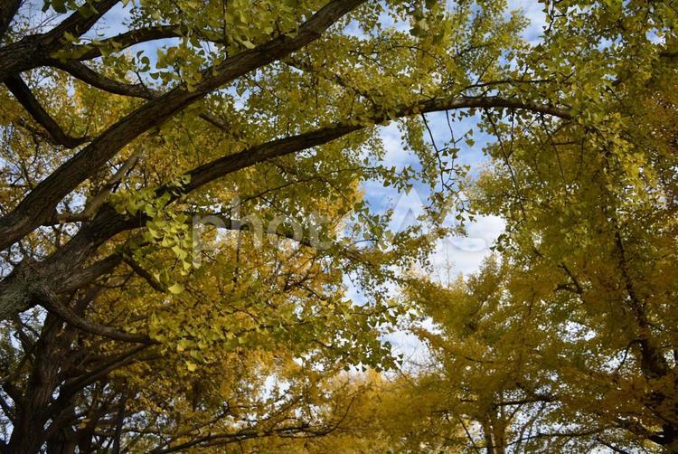 秋の昭和記念公園 昭和記念公園,国営昭和記念公園,紅葉の写真素材
