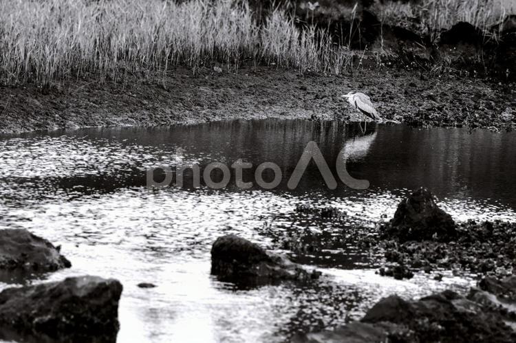 アオサギ（白黒） アオサギ,水辺,野鳥の写真素材