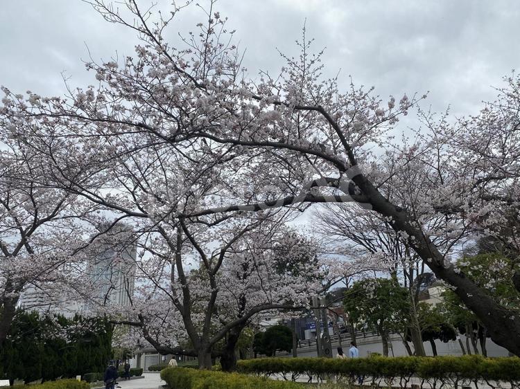 桜　横須賀 桜,満開,横須賀の写真素材
