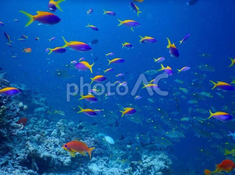ウメイロモドキの群れ ウメイロモドキ,群れ,サカナの写真素材