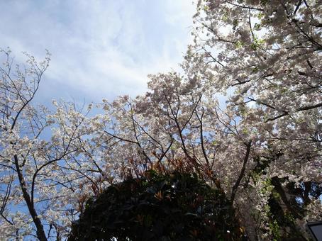 葉桜交じりの桜-8の写真