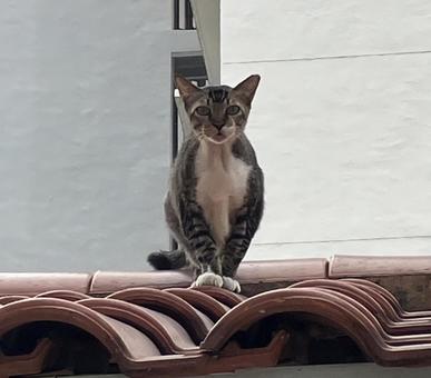 猫 猫の写真