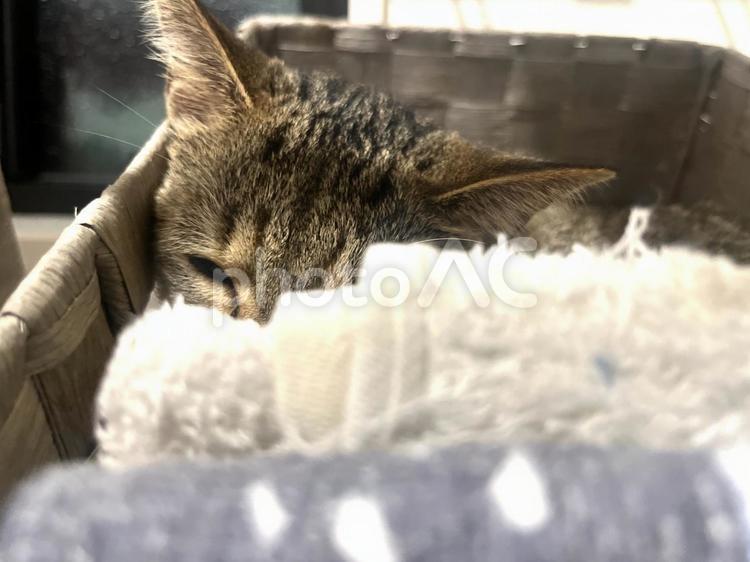 タオルに隠れて寝る　猫 動物,ペット,猫の写真素材