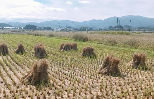 藁の束 藁の束の写真