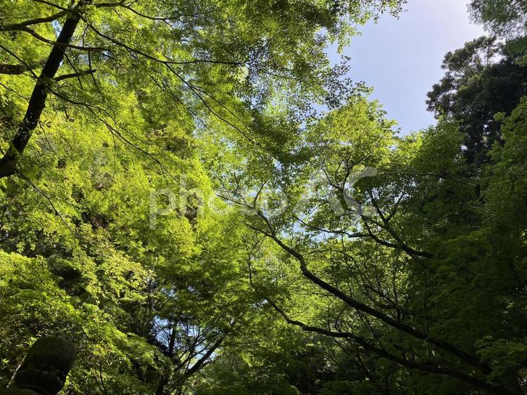 木漏れ日 木漏れ日,木,空の写真素材