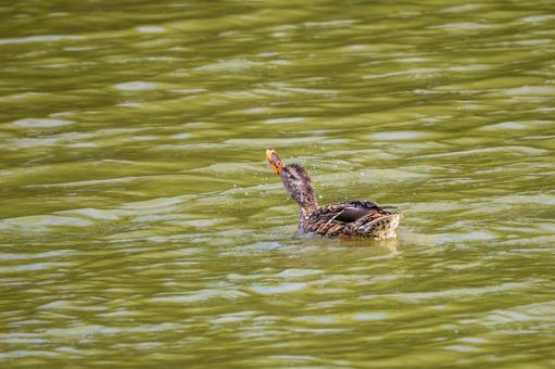 マガモ⑹の写真