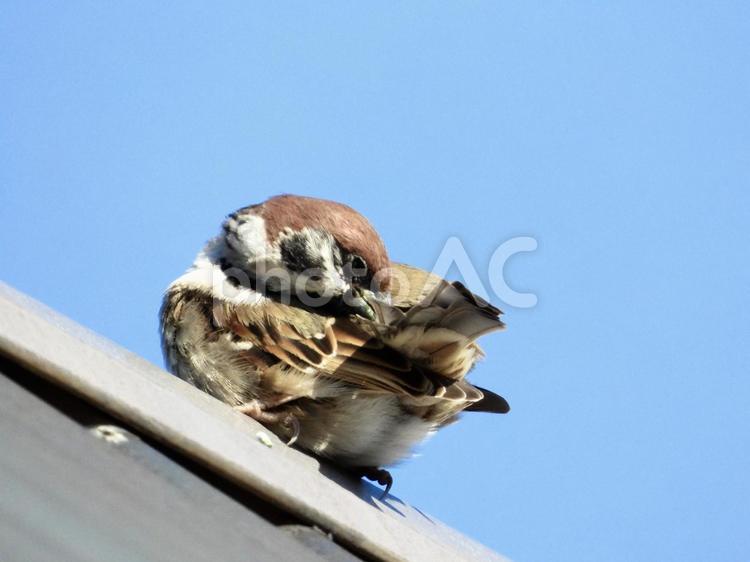 屋根の上で毛繕いをするスズメ 鳥,野鳥,スズメの写真素材