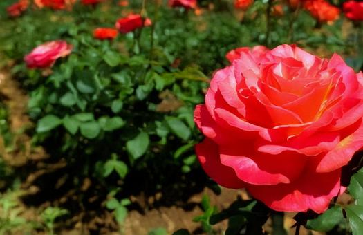 薔薇 薔薇の写真