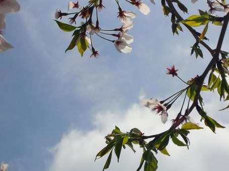 桜-13 桜-13の写真