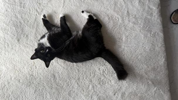 ラグマットに寝ている猫 猫,ペット,かわいいの写真素材