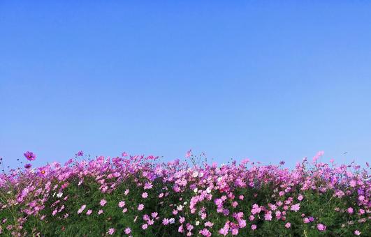 Pink cosmos field and blue sky, JPG