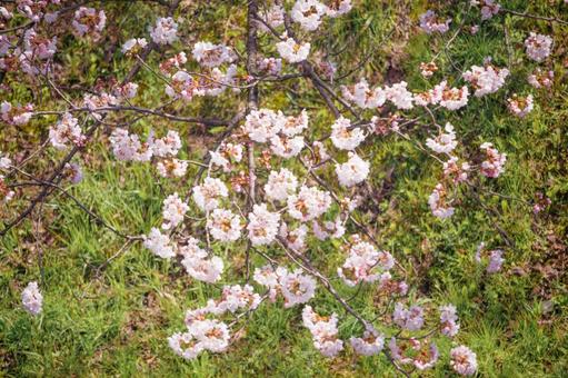 満開の桜 満開の桜の写真