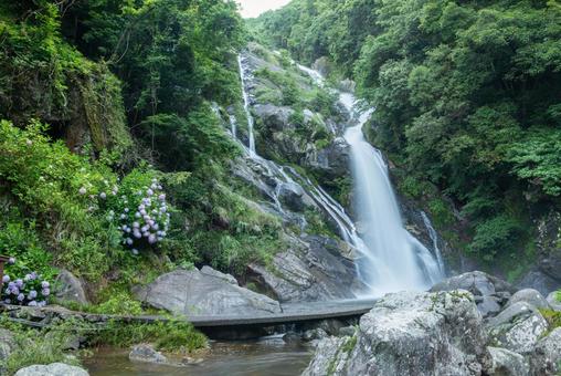 佐賀県 6月の見返りの滝 佐賀県 6月の見返りの滝 あじさい,アジサイ,6月の写真素材