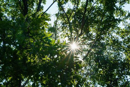 森の中に差し込む太陽の光 森の中に差し込む太陽の光 自然,風景,木の写真素材