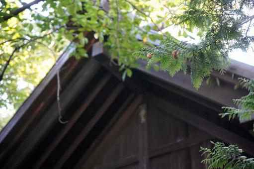 神社の屋根と生い茂る木々 神社の屋根と生い茂る木々 神社,屋根,木々の写真素材