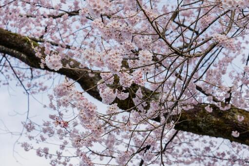 桜古木の太い枝ぶり 桜,さくら,サクラの写真素材