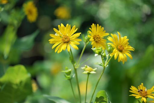 Square sunflower, JPG