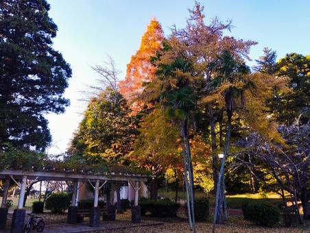茂原公園の広場の紅葉 紅葉,銀杏,茂原公園の写真素材