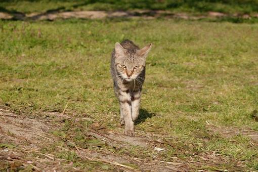 野良猫 野良猫の写真