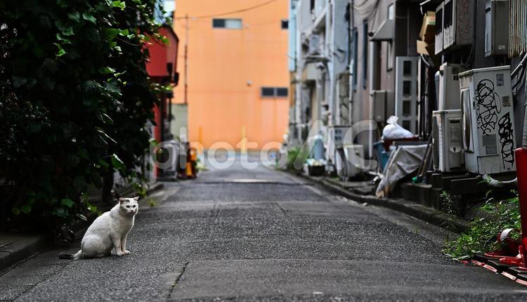 街中の猫 猫,道路,街並みの写真素材