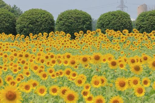 和泉リサイクル環境公園のひまわり 和泉リサイクル環境公園のひまわり 和泉リサイクル環境公園,向日葵,ひまわりの写真素材