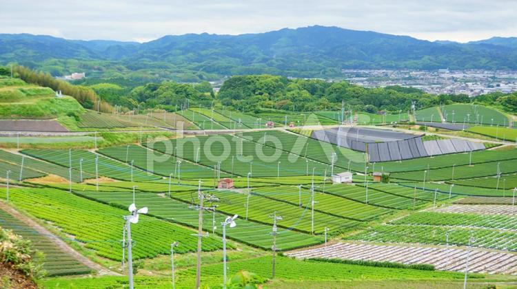 八女中央大茶園展望所からの眺め 八女市,福岡,観光の写真素材
