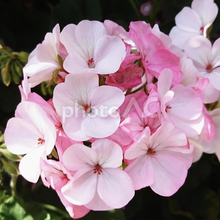 初夏の風のなかで 花,自然,植物の写真素材