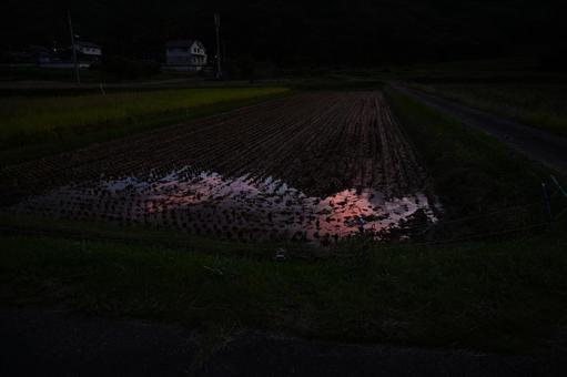 田んぼ 田んぼ,稲,夜の写真素材