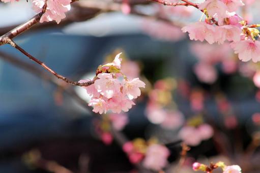 桜 桜,春,河津桜の写真素材