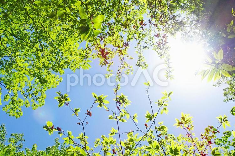樹木と空 新緑,木漏れ日,青空の写真素材