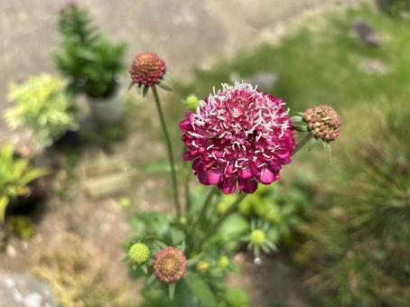 Photo, scaviosa, pink, flower, 
