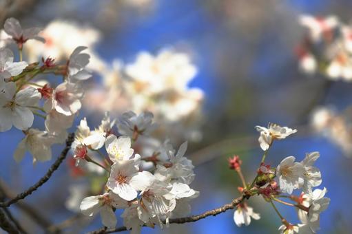 午前の日差しを受けた桜の花 午前の日差しを受けた桜の花の写真