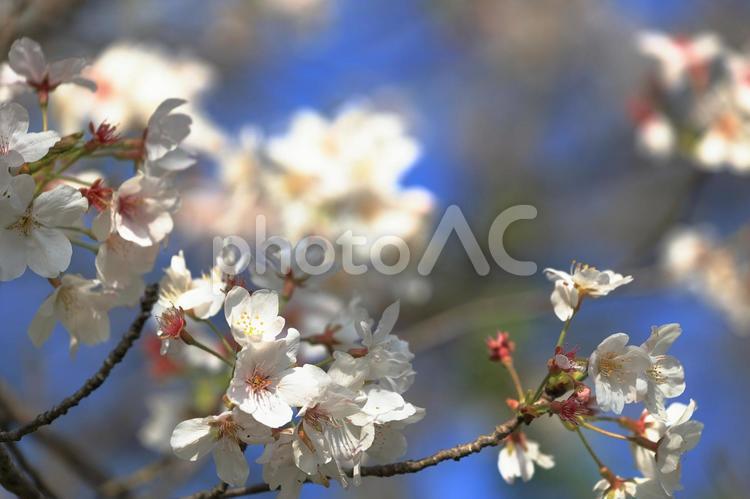 午前の日差しを受けた桜の花 桜,さくら,サクラの写真素材