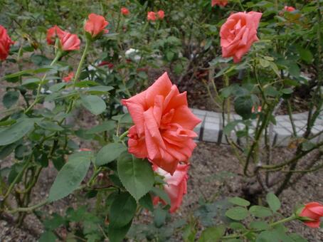 ピンク色のバラの花 植物,花,バラ科の写真素材