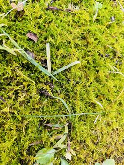 フサゴケ フサゴケ,黄緑色,背景の写真素材