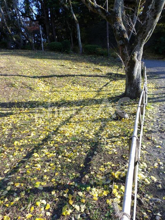 イチョウの落ち葉と斜陽が写す柵の影 イチョウ,葉,植物の写真素材