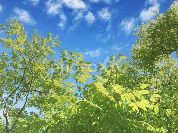 森林と空_14 森林,木々,樹木の写真素材