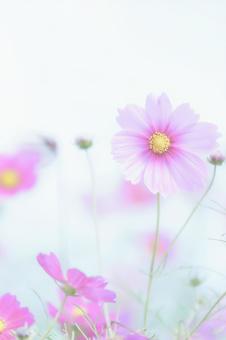 冷たいハイキーソフトなピンク色コスモス 冷たいハイキーソフトなピンク色コスモス コスモス,花,ピンクの写真素材