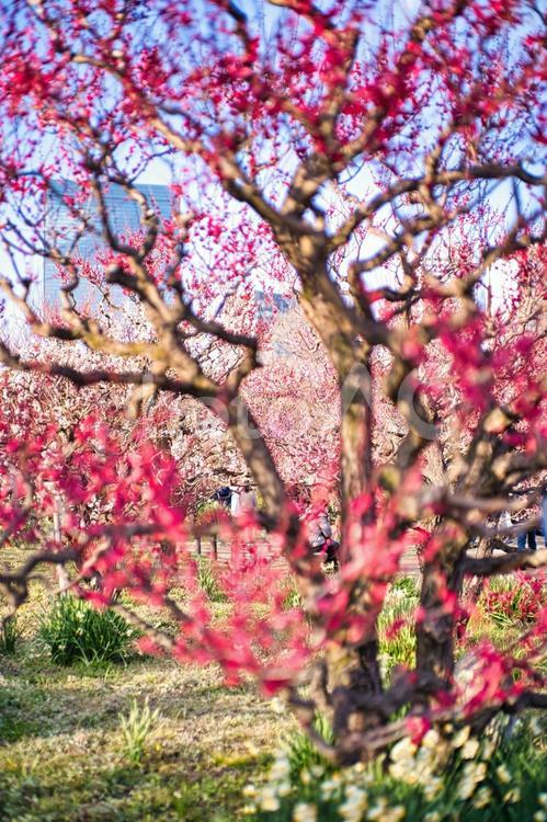 ピンクと赤の鮮やかな梅の花びら 花,植物,風景の写真素材