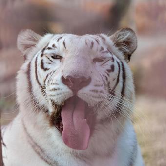 ホワイトタイガー ホワイトタイガーの写真