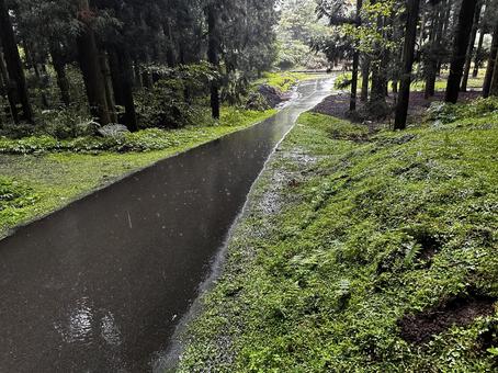 山道 山道 山中,山道,雨の写真素材