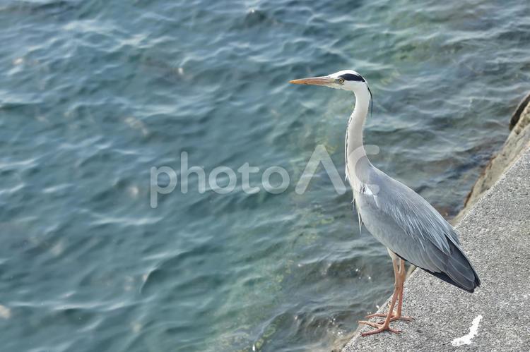 アオサギ　左向き アオサギ,堤防にとまる,海鳥の写真素材