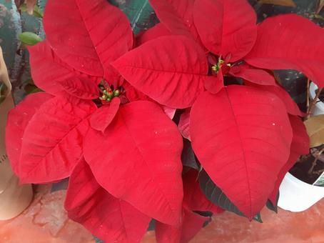 ポインセチア ポインセチア,クリスマス,自然の写真素材