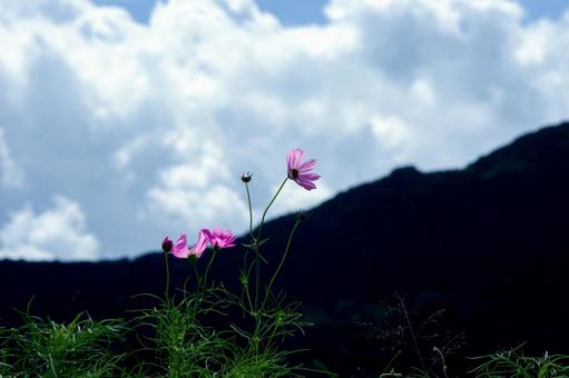 <素材>秋の晴れた秋桜畑と青空 <素材>秋の晴れた秋桜畑と青空 コスモス,コスモス畑,空の写真素材