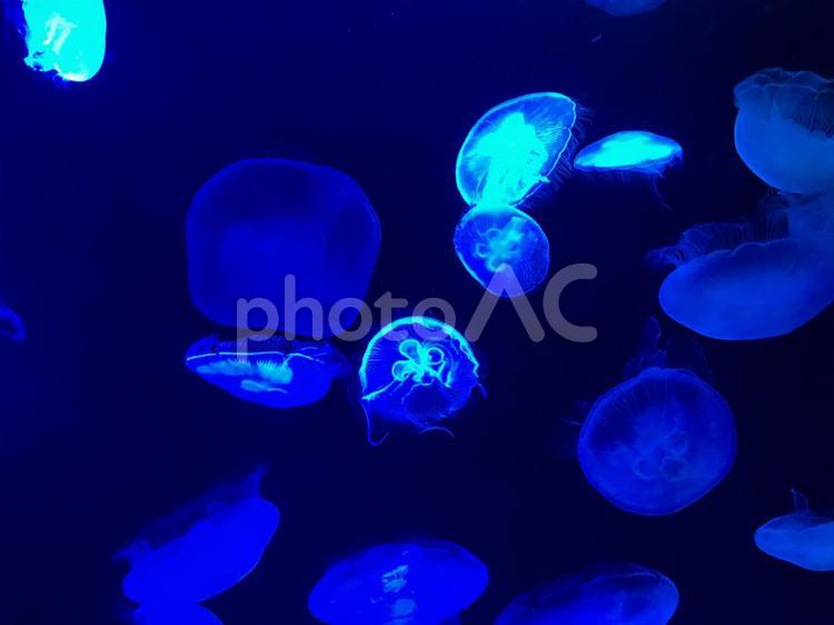 水族館のくらげ くらげ,海月,ミズグラゲの写真素材