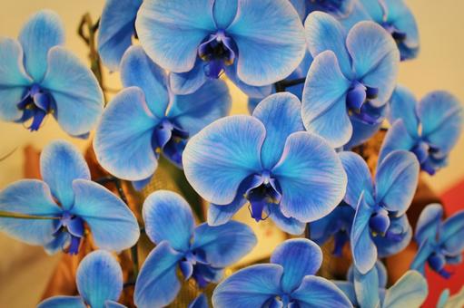 青い胡蝶蘭の写真