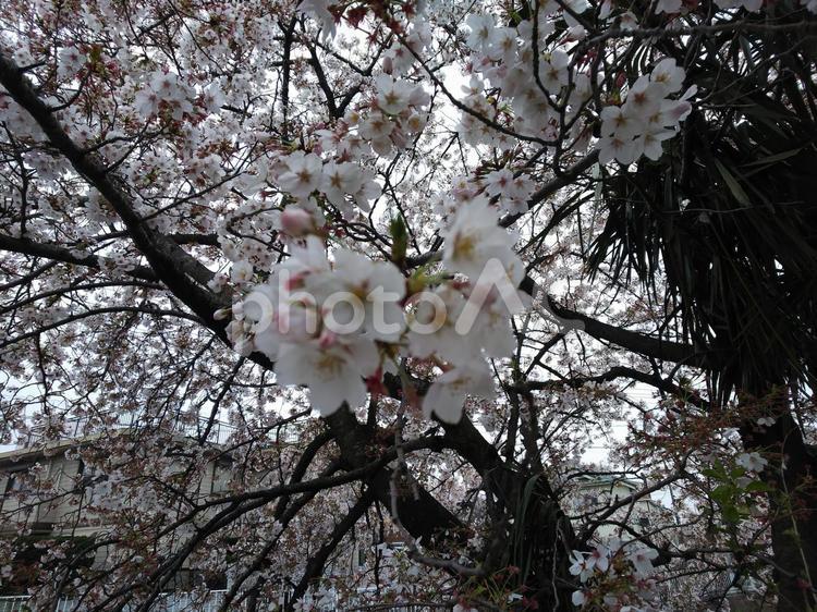 今年も本当に美しい桜 ピンク,桜,春の写真素材