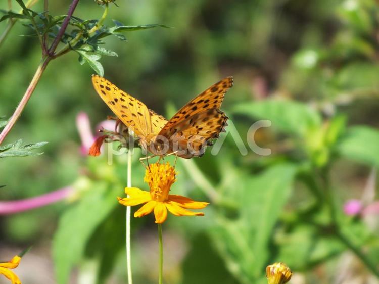 ヒョウモンチョウとキバナコスモス ヒョウモンチョウ,蝶,黄色いの写真素材